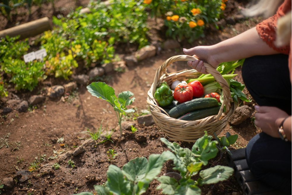 A woman gathers ripe vegetables from her garden, demonstrating her gardening skills and passion for homegrown produce.