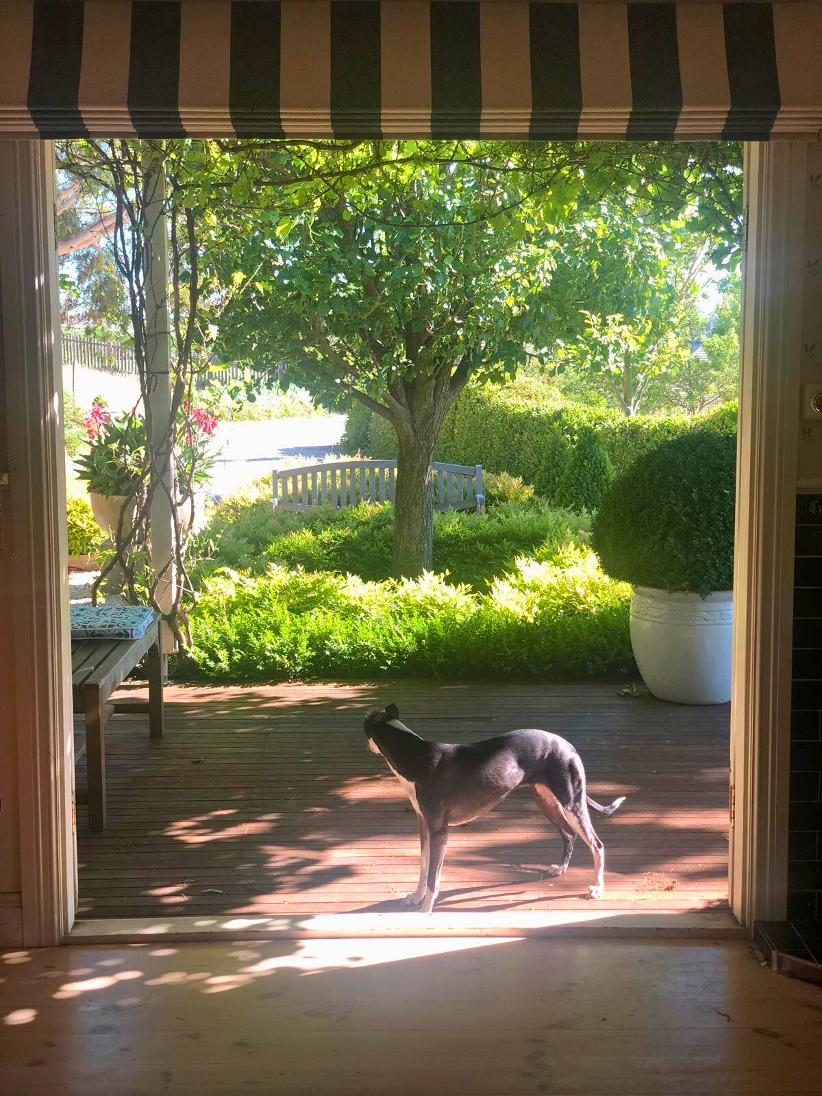 A dog stands in a doorway, gazing out at a vibrant garden, part of the Follow Through House facility. A dog stands in a doorway, gazing out at a vibrant garden, part of the Follow Through House facility.