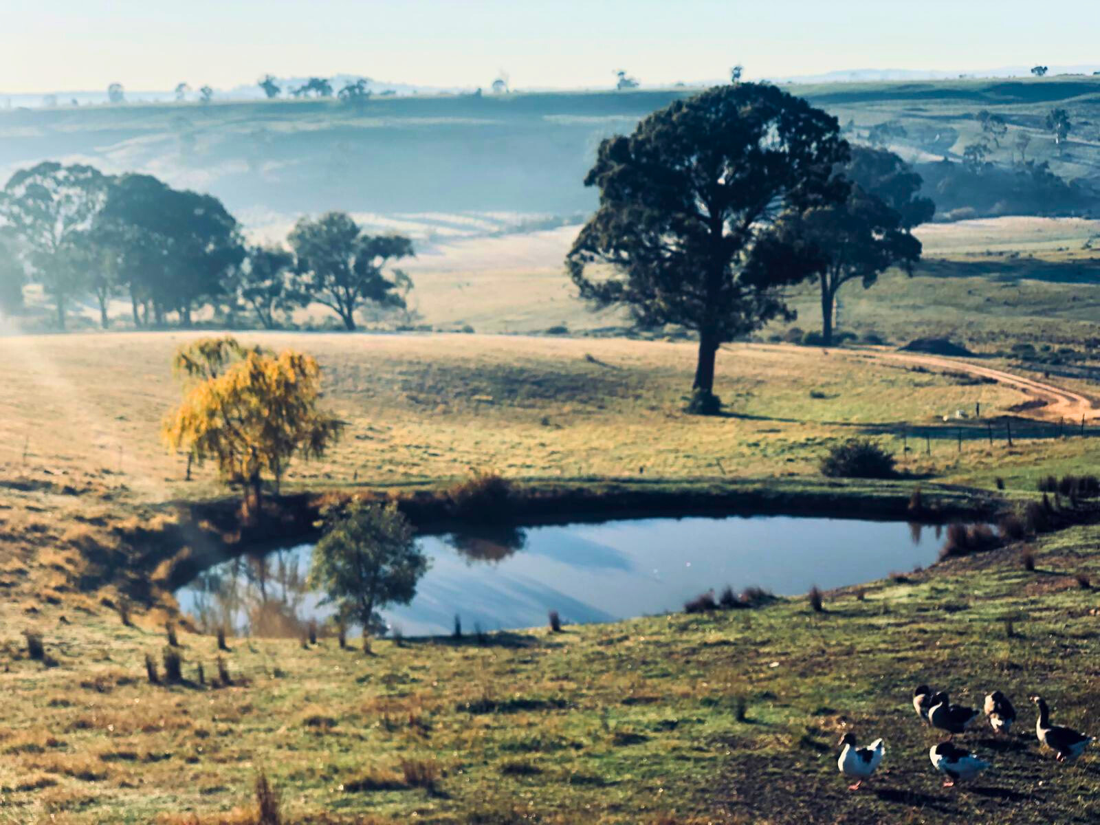 A serene farm scene featuring trees and a pond, part of the Follow Through House facility. A serene farm scene featuring trees and a pond, part of the Follow Through House facility.